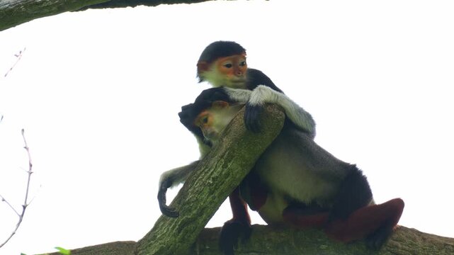 Red-shanked douc langurs rest on a tree, grooming each other, picking through the fur and removing parasites, close up shot.