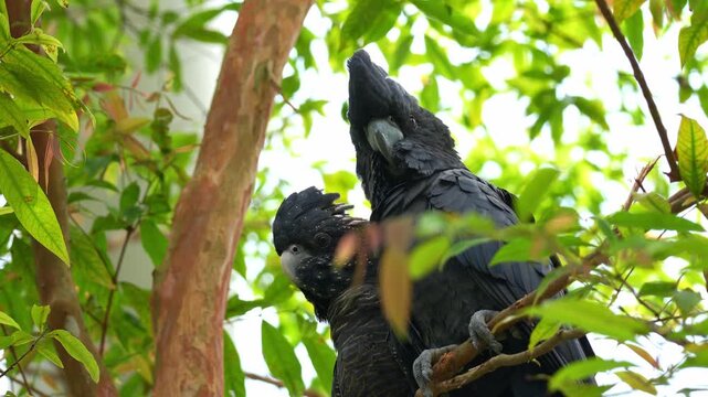 Close up shot of a pair of Red-tailed Black Cockatoos (Calyptorhynchus banksii) perch side by side on a tree branch amidst lush green foliage.