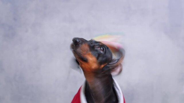 Adorable black dachshund dog wearing colorful striped party cone hat with pompom decoration on gray studio background, festive birthday celebration concept.