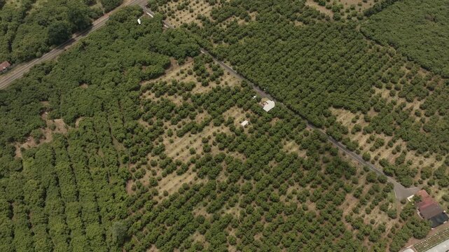 Orderly avocado plantation rows creating geometric pattern across cultivated terrain, aerial drone overview