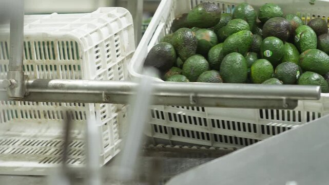 Plastic crates filled with fresh avocados stacked in processing or storage facility