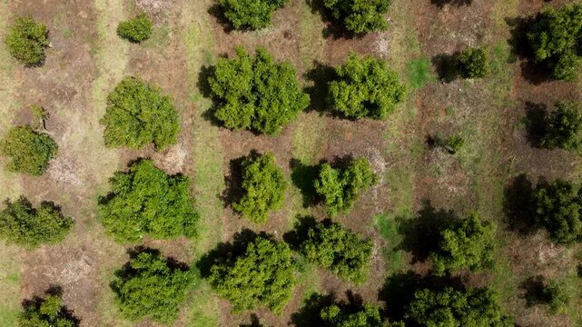 Top down view of avocado trees arranged in grid pattern across cultivated farmland, aerial drone overview