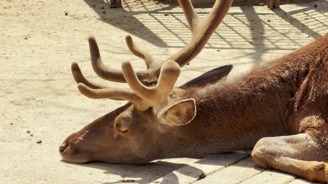 A tired male deer sleeps soundly on the sandy ground. Its large, velvet antlers look soft in the bright morning sun. The peaceful animal appears completely relaxed and content during its nap.