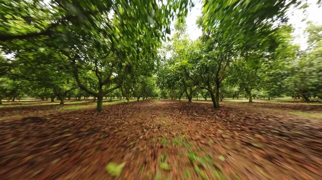 Avocado orchard rows with soil paths between trees under warm sunlight, ground level view
