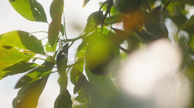 Sunlight filtering through avocado leaves creating soft bokeh and natural patterns
