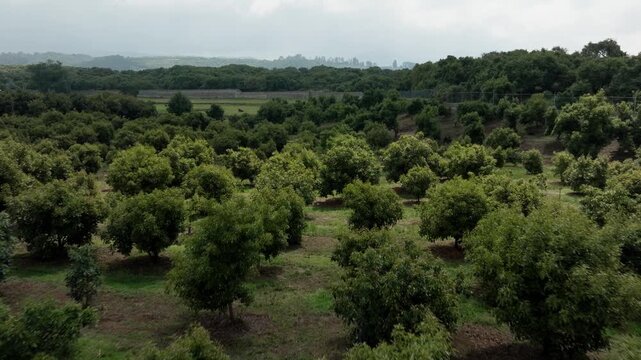 Neatly spaced avocado trees forming grid pattern across cultivated farmland landscape, aerial drone overview