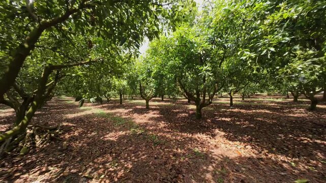 Low angle view beneath avocado tree branches showing canopy structure and dappled light