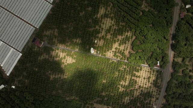 Top down view of avocado trees with clearing patch in cultivated farmland, aerial drone overview