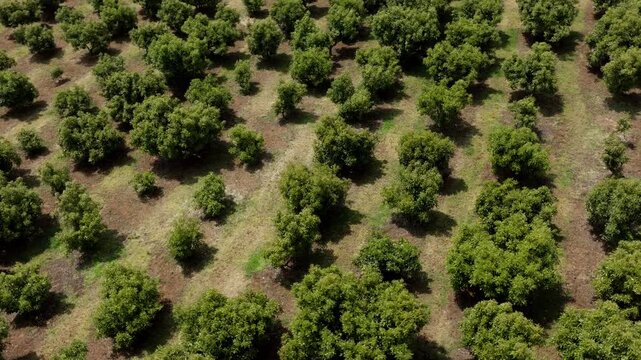Orderly rows of avocado trees forming repeating pattern across cultivated agricultural land, aerial drone overview