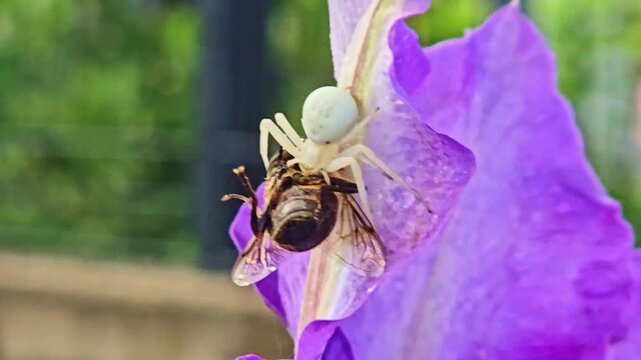 Macro shows crab spider feeding on bee with rain drops on flower