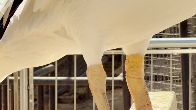 A majestic white pelican looks on with a sharp, curious gaze. Its large beak and soft feathers are highlighted by the warm sunlight. The elegant bird appears calm and thoughtful in its natural habitat