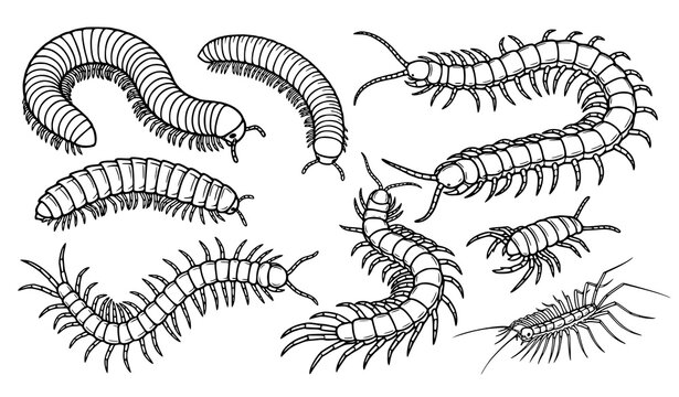 Millipede and centipede monochrome vector insect arthropod illustrations