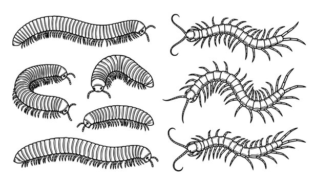 Black and white millipede and centipede vector arthropod illustration set