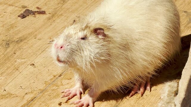 A small white nutria stands curiously on a light wooden surface. Its wet, spiky fur and pink nose look adorable under the bright sun. The little creature appears alert and happy in its outdoor area.