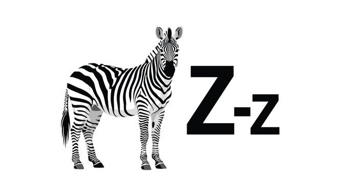Striking illustration of a zebra standing calmly next to large letters z for alphabet learning material.