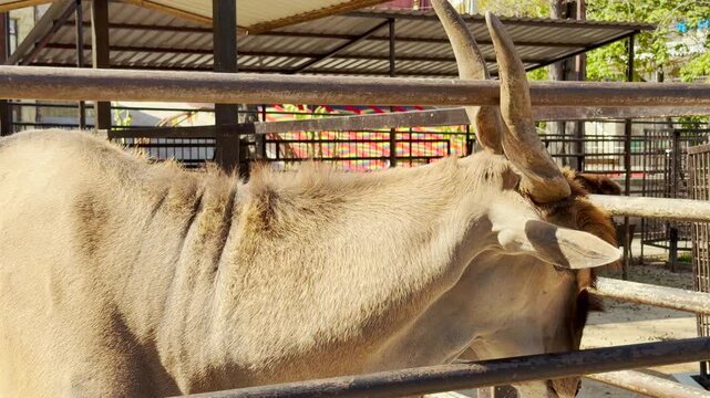 A majestic eland antelope stands calmly behind a metal railing. Its impressive spiraled horns and gentle eyes create a sense of quiet dignity. The animal enjoys the warm sun in its zoo habitat.