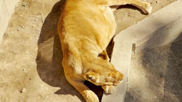 A tired lioness sleeps peacefully on the dirt ground. Her golden fur glows under the bright, warm sunshine. She looks completely relaxed and comfortable as she rests near a stone border.