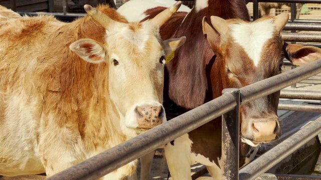 Two horned cows stand quietly behind a metal railing under bright sunlight. Their gentle expressions create a peaceful and calm atmosphere. This scene captures a moment of rest on a sunny farm day.