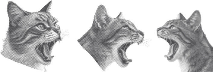 Realistic pencil sketch collection of roaring wild cats in profile view. Detailed hand drawn feline portraits with expressive open mouths. Monochrome animal illustration set for artistic design  © Parul