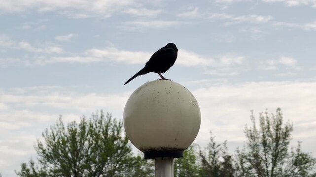 A dark bird stands on a globe-shaped street light and leaves droppings on the surface. This candid scene in a green park feels funny and slightly messy. The sky remains soft and cloudy in background.