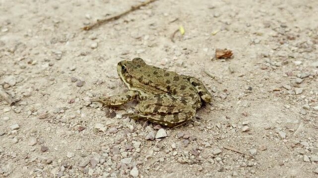 A spotted green frog sits very still on a dry, pebbled ground. This peaceful scene feels curious and surprising as the small creature blends into its rugged natural environment.