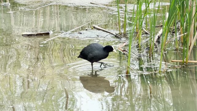 A black coot stands still in shallow, murky water near tall green reeds. The peaceful scene captures the bird's clear reflection on the surface, creating a quiet and curious mood in the wild wetland.