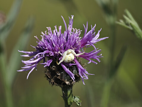 Ver&auml;nderliche Krabbenspinne, Misumena vatia
