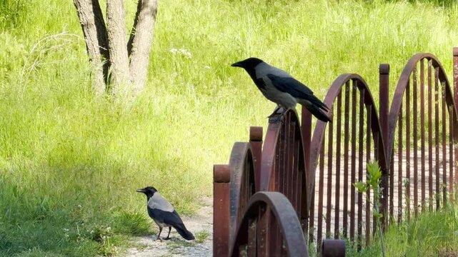 Two grey and black crows rest curiously on a rusty garden fence. The vibrant green grass creates a cheerful, sunny mood as these clever birds observe their peaceful outdoor surroundings.
