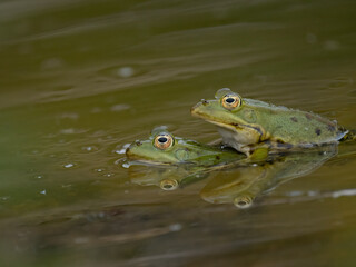 Fototapeta premium Wasserfrosch, Grünfrosch, Pelophylax