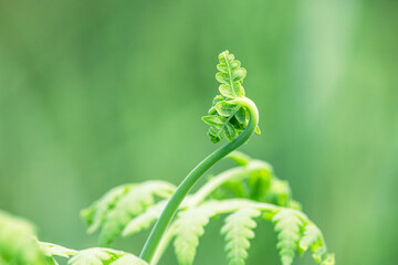 The fiddlehead structure of a young bracken fern frond just beginning to open and unfurl, grows against a green background on the forest floor of the temperate forest at Jervis Bay in Australia. © Shirley and Johan