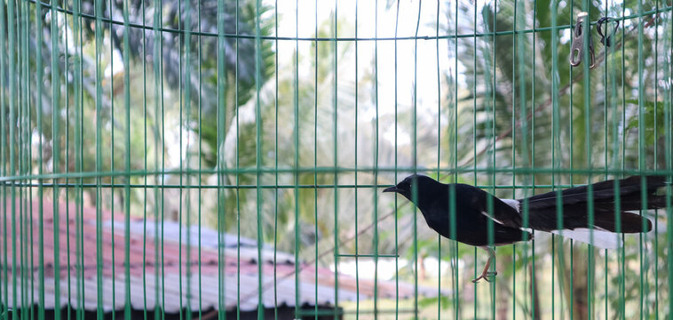 Black bird with long tail perches calmly inside a green cage