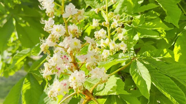 Delicate white chestnut flowers grow in a vibrant cluster surrounded by sunlit leaves. This refreshing scene captures the lively and hopeful feeling of a beautiful spring morning in nature.