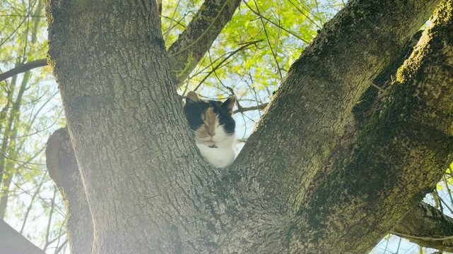 A curious calico cat sits nestled securely in the crook of a large, textured tree. This charming scene captures a feeling of peaceful safety and quiet observation in a sun-drenched garden.