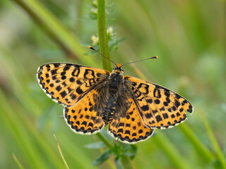 Obraz premium Roter Scheckenfalter, Melitaea didyma