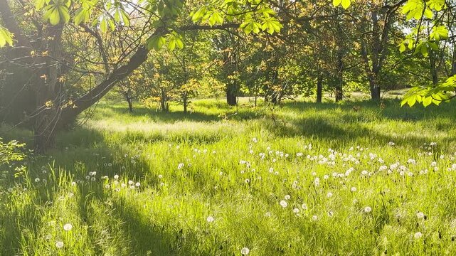 Tall grass and dandelions sway in the golden light, producing a soft rustling sound. Cheerful birdsong rings through the trees while a low city hum vibrates in the distance.