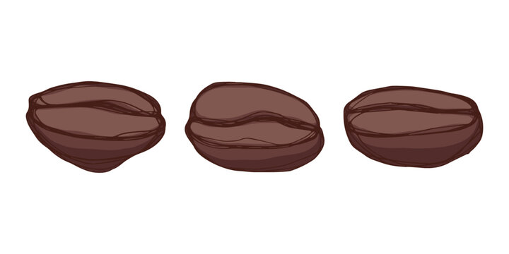 Set of hand drawn fresh roasted coffee bean Arabica robusta seed doodle Single element for design print packaging label decor