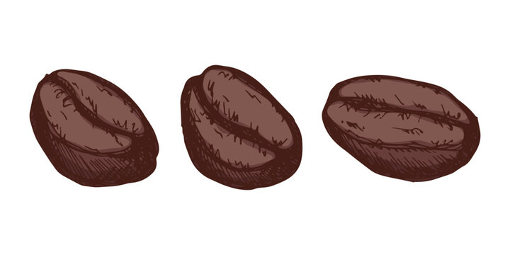 Set of hand drawn fresh roasted coffee bean Arabica robusta seed doodle Single element for design print packaging label decor