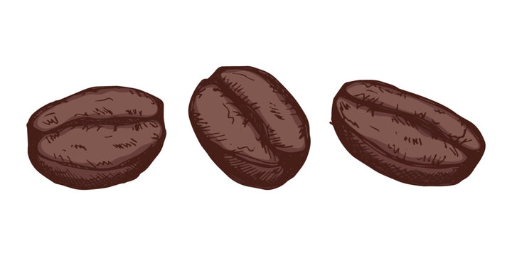 Set of hand drawn fresh roasted coffee bean Arabica robusta seed doodle Single element for design print packaging label decor
