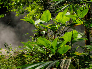 Fototapeta premium Natural hot springs in the middle of the forest.