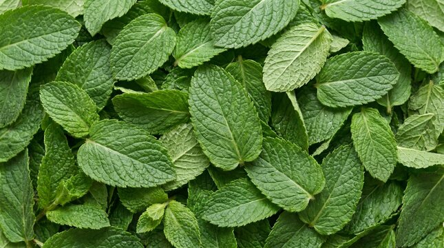 A vibrant overhead view of a dense pile of fresh green mint leaves showcasing their intricate veining and natural textures culinary or decorative use
