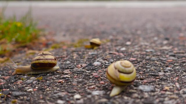 Three Grove Snails Crawling Slowly on an Asphalt Road