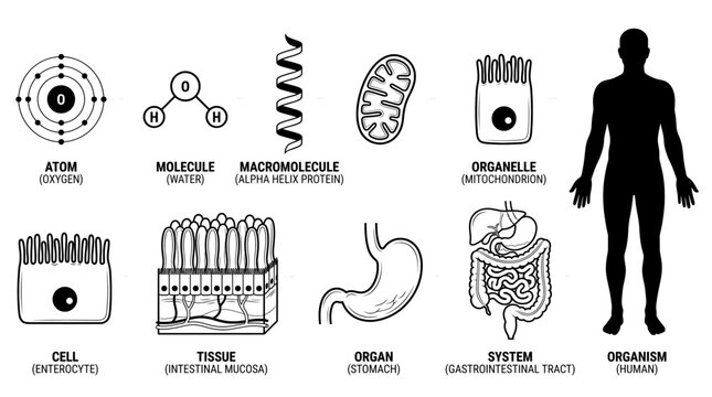 Biological hierarchy: atom to organism outline with biology education