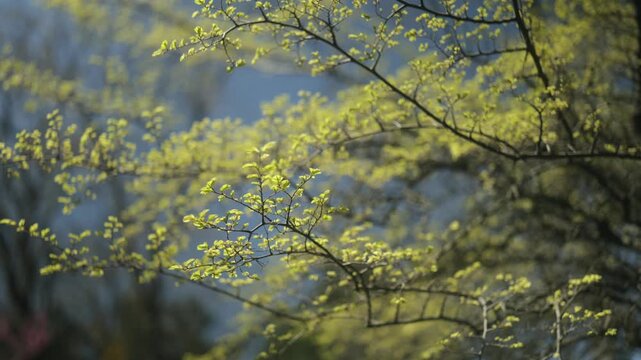 Elm branches, Ulmus, in early spring, when new leaves are just beginning to unfurl. A light breeze. 4K, 50 fps