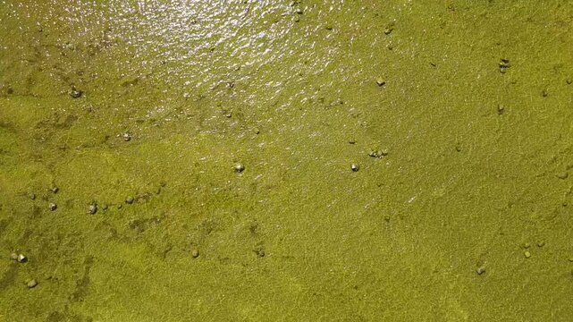 Aerial Top Down View of Green Algae in Shallow Water