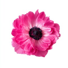 Fototapeta premium Pink Flower Stands out Against White Background in Simple Arrangement