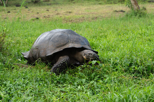 Galapagos Giant Tortoise of Santa Cruz island, Chelonoidis niger donfaustoi