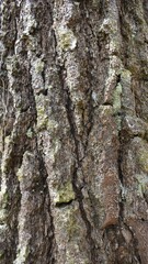 Obraz premium Pine tree, bark close up. Close up. Natural.