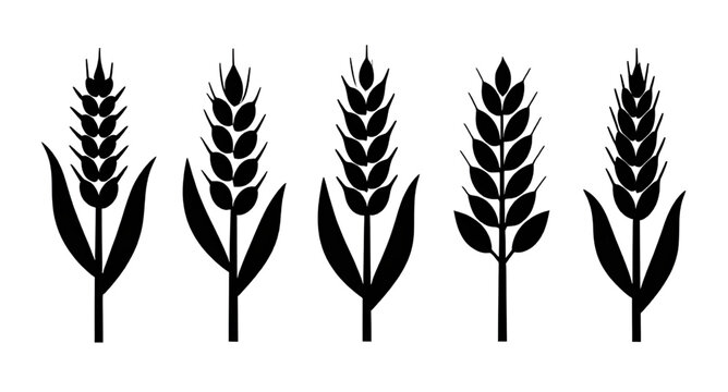 wheat, silhouette, grain, black, icon, agriculture, harvest, farm, cereal, stalk, ear, crop, field, farming, nature, organic, bread