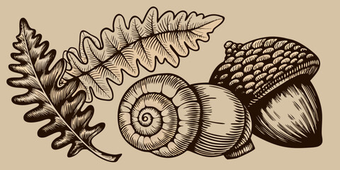 Oak acorn and fern leaf illustration vintage engraved style © Rubel