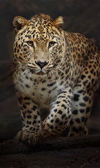 Naklejka premium Portrait of Persian leopard in zoo